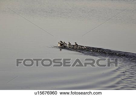 porcupine, ducklings, water, through, scurring, hen View Large Photo Image Stock Image - porcupine, ducklings, water, through, scurring, hen. Fotosearch