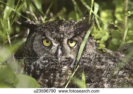 Stock Image - porcupine, great, ground, owl, horned, young. Fotosearch