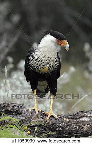 portrait, caracara, wildlife, birds, texas, crested View Large Photo Image Stock Photo - portrait, caracara, wildlife, birds, texas, crested. Fotosearch