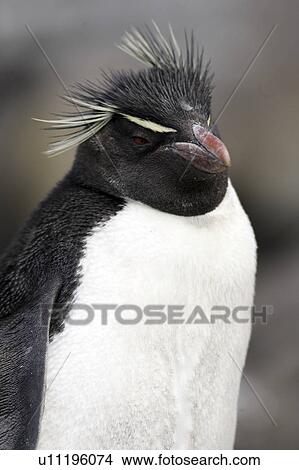 portrait, penguin, birds, islands, falkland, rockhopper View Large Photo Image Picture - portrait, penguin, birds, islands, falkland, rockhopper. Fotosearch