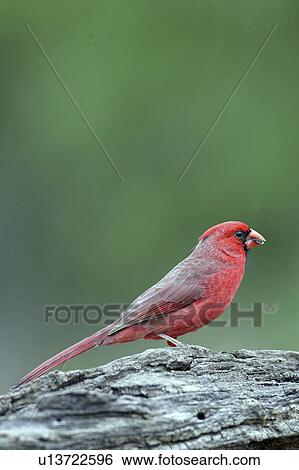 portrait, texas, wildlife, perched, birds, cardinal View Large Photo Image Stock Photograph - portrait, texas, wildlife, perched, birds, cardinal. Fotosearch