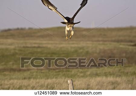 post, hawk, fence, flight, taking, swainsons View Large Photo Image Stock Photo - post, hawk, fence, flight, taking, swainsons. Fotosearch