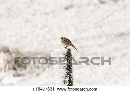 post, lark, fence, frostcovered, perched, horned View Large Photo Image Stock Image - post, lark, fence, frostcovered, perched, horned. Fotosearch