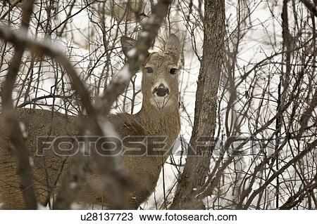 Stock Image - pound, deer, buffalo, trees, doe, whitetailed. Fotosearch