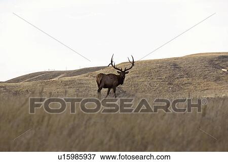 pound, elk, buffalo, north, field, bull View Large Photo Image Stock Photo - pound, elk, buffalo, north, field, bull. Fotosearch