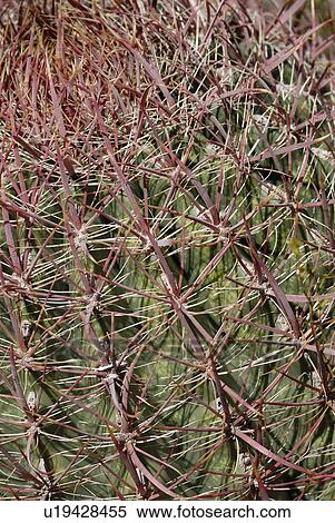 Stock Photography - prickly, cactus, southern, southwest, sunlight, barrel. Fotosearch