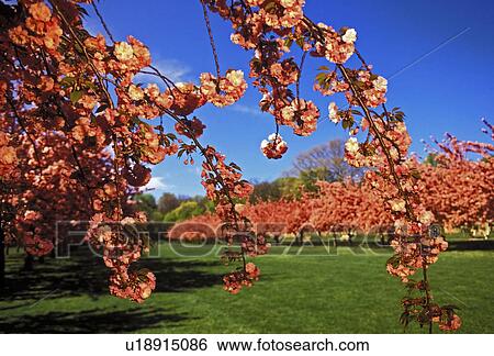 Stock Photograph - prunus, cherry, kwanzan, tree, blossom, blooms. Fotosearch