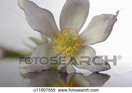 Stock Photography - pulsatilla, flower, crocus, prairie, or, pasque. Fotosearch