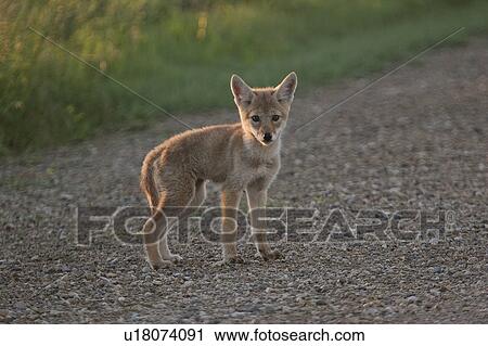Stock Image - pup, mother, its, lost, coyote. Fotosearch
