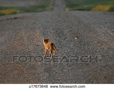 pup, mother, its, lost, coyote View Large Photo Image Stock Photo - pup, mother, its, lost, coyote. Fotosearch