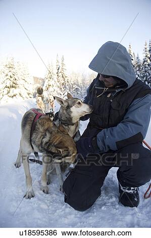 Stock Photograph - quebec, male, canada, dogs. Fotosearch