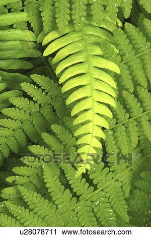 quillayute, green, campground, mora, ferns, intertwined View Large Photo Image Stock Image - quillayute, green, campground, mora, ferns, intertwined. Fotosearch