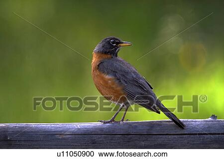 Stock Image - railing, robin, fence, wooden, standing, american. Fotosearch