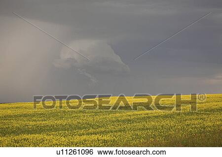 Stock Photograph - rain, clouds, saskatchewan, scenic, approaching. Fotosearch
