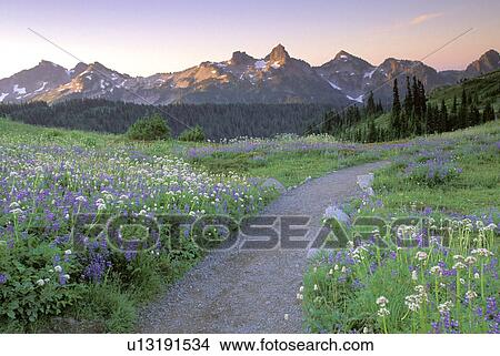 range, basin, sunrise, through, rainier, mountain View Large Photo Image Picture - range, basin, sunrise, through, rainier, mountain. Fotosearch
