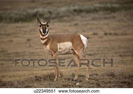 Stock Image - rangeland, pronghorn, heritage, onefour, antelope, male. Fotosearch