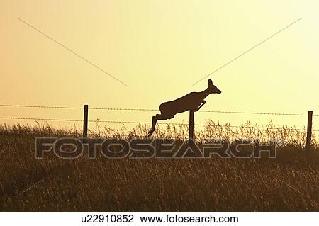 Stock Image - recognized, deer, can, virginiania, odocoileus, whitetailed. Fotosearch