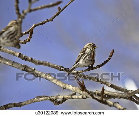 redpoll, passerine, branch, common View Large Photo Image Stock Photo - redpoll, passerine, branch, common. Fotosearch