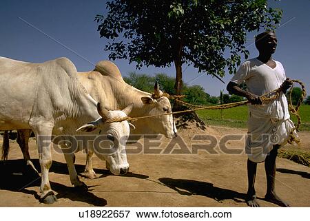 Stock Photo - rice, oxen, male, farming, india. Fotosearch