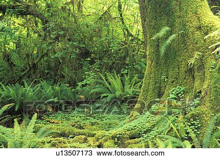 river, park, olympic, hall, tree, jefferson View Large Photo Image Stock Image - river, park, olympic, hall, tree, jefferson. Fotosearch
