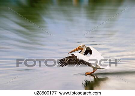 Stock Photo - river, white, snake, landing, pelican, american. Fotosearch