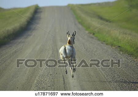 road, pronghorn, country, running, antelope, male View Large Photo Image Stock Photo - road, pronghorn, country, running, antelope, male. Fotosearch