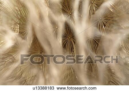 Stock Image - road, puffball, country, saskatchewan, found, dandelion. Fotosearch
