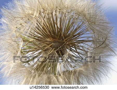 Stock Image - road, puffball, country, saskatchewan, found, dandelion. Fotosearch