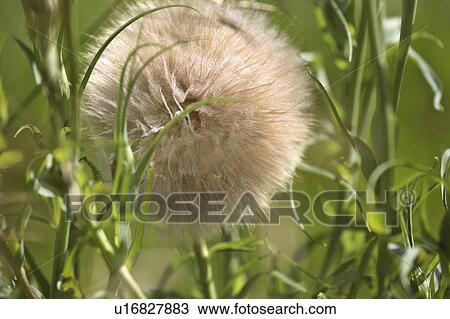 Stock Image - road, puffball, country, saskatchewan, found, dandelion. Fotosearch
