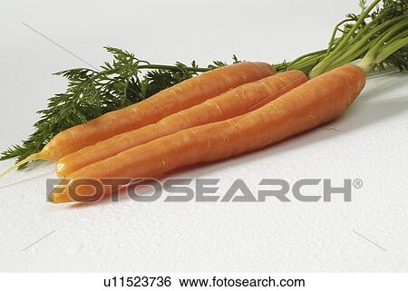 Stock Photograph - root, tapering, orange, fleshy, elongate, usually. Fotosearch