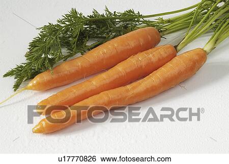 root, tapering, orange, fleshy, elongate, usually View Large Photo Image Stock Photograph - root, tapering, orange, fleshy, elongate, usually. Fotosearch