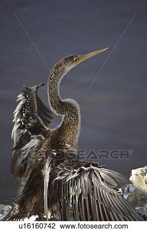 Stock Image - sanibel, cormorant, wings, its, drying, doublecrested. Fotosearch