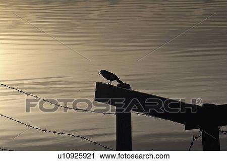saskatchewan, blackbird, scenic, dusk, warbling, redwinged View Large Photo Image Stock Image - saskatchewan, blackbird, scenic, dusk, warbling, redwinged. Fotosearch