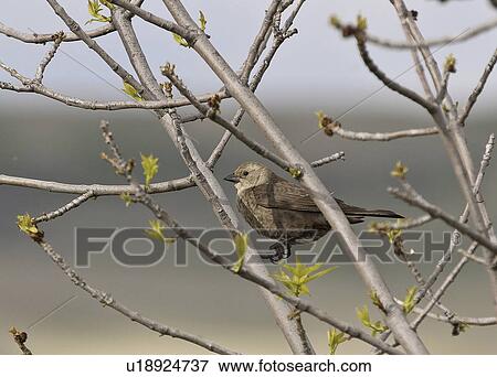 saskatchewan, brownheaded, scenic, tree, cowbird, female View Large Photo Image Stock Photo - saskatchewan, brownheaded, scenic, tree, cowbird, female. Fotosearch