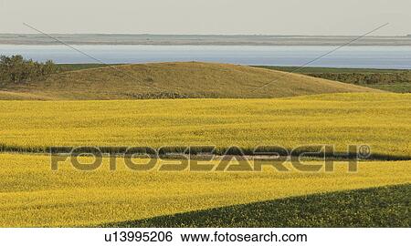 Stock Photograph - saskatchewan, canola, southern, scenic, crops, ripening. Fotosearch