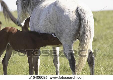 saskatchewan, colt, scenic, mother, suckling, young View Large Photo Image Stock Photography - saskatchewan, colt, scenic, mother, suckling, young. Fotosearch