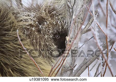 Stock Photography - saskatchewan, covered, scenic, tree, porcupine, frost. Fotosearch