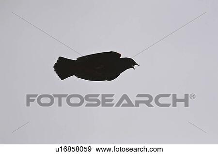 Stock Photo - saskatchewan, crow, scenic, dusk, flight, american. Fotosearch