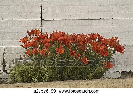 Stock Photo - saskatchewan, daylily, scenic, coderre, flowers, orange. Fotosearch