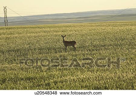Stock Photo - saskatchewan, deer, scenic, field, doe, whitetailed. Fotosearch