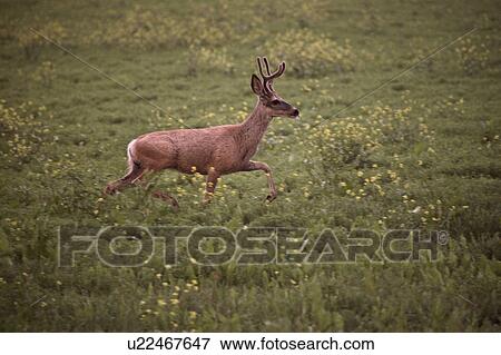 saskatchewan, deer, scenic, field, buck, mule View Large Photo Image Stock Photo - saskatchewan, deer, scenic, field, buck, mule. Fotosearch
