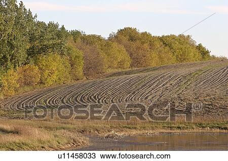 saskatchewan, field, scenic, trees, windrow, cultivated View Large Photo Image Stock Image - saskatchewan, field, scenic, trees, windrow, cultivated. Fotosearch