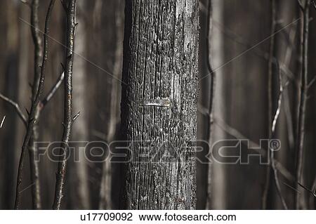 saskatchewan, fire, northern, scenic, aftermath, forest View Large Photo Image Stock Image - saskatchewan, fire, northern, scenic, aftermath, forest. Fotosearch