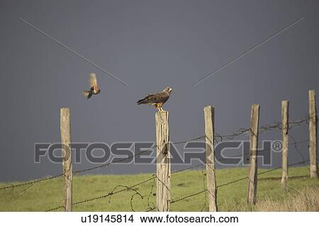 Picture - saskatchewan, flying, scenic, hawk, swainsons, robin. Fotosearch