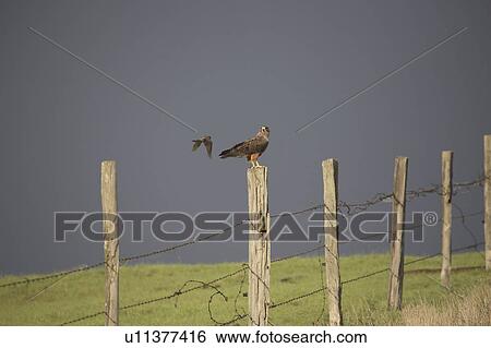 Stock Photograph - saskatchewan, flying, scenic, hawk, swainsons, robin. Fotosearch
