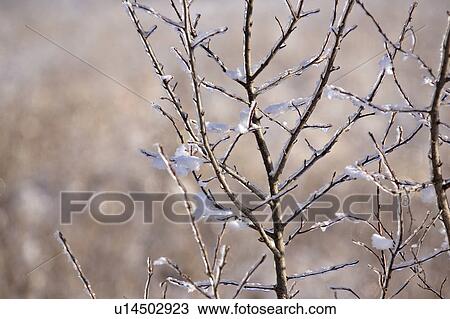 Stock Image - saskatchewan, frost, scenic, branches, covered, hoar. Fotosearch