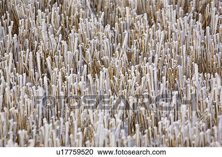 saskatchewan, frost, scenic, stubble, wheat, hoar View Large Photo Image Stock Image - saskatchewan, frost, scenic, stubble, wheat, hoar. Fotosearch