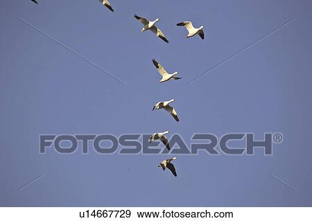 saskatchewan, geese, scenic, overhead, flying, snow View Large Photo Image Stock Photo - saskatchewan, geese, scenic, overhead, flying, snow. Fotosearch