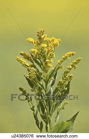 Stock Photograph - saskatchewan, goldenrod, scenic, roadside, found, canada. Fotosearch