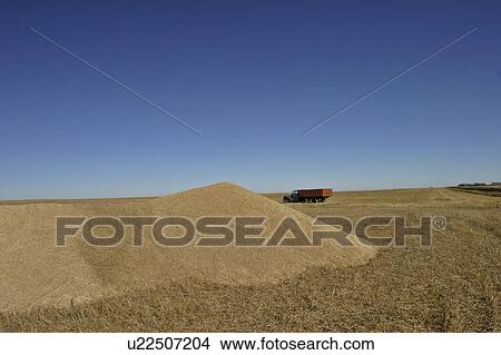 saskatchewan, grain, scenic, field, piled, excess View Large Photo Image Picture - saskatchewan, grain, scenic, field, piled, excess. Fotosearch